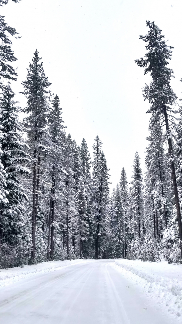 Winter, Branch, Natural Environment, Tree, Freezing. Wallpaper in 750x1334 Resolution