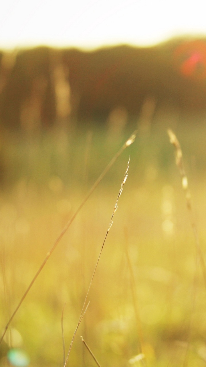 Brown Grass Field During Daytime. Wallpaper in 720x1280 Resolution