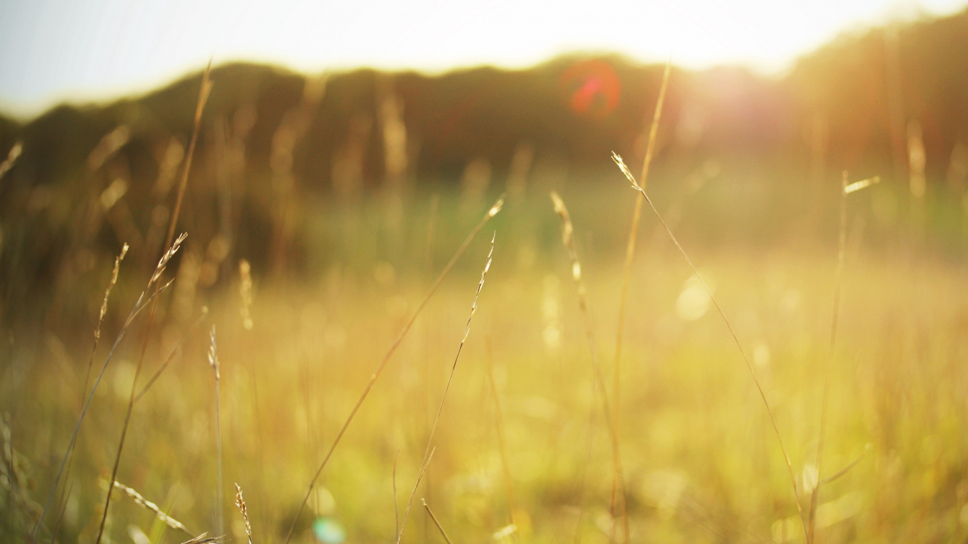 Champ D'herbe Brune Pendant la Journée. Wallpaper in 1366x768 Resolution