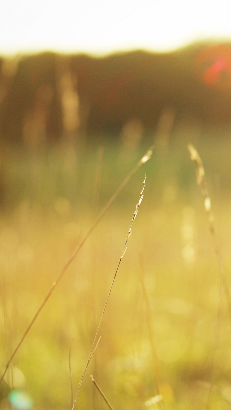 Champ D'herbe Brune Pendant la Journée. Wallpaper in 750x1334 Resolution