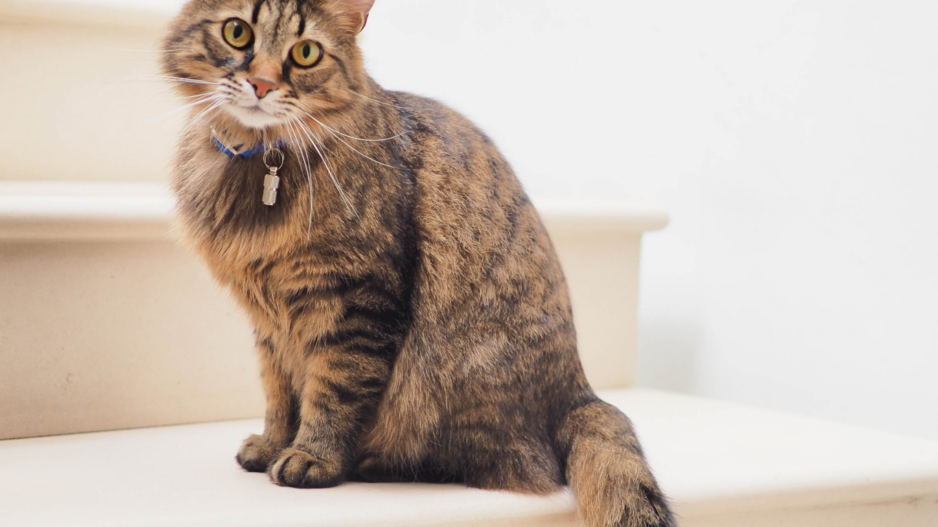 Chat, Munchkin Cat, Chat Norvégien de Forêt, Havana Brown, Chat Tigré. Wallpaper in 1366x768 Resolution