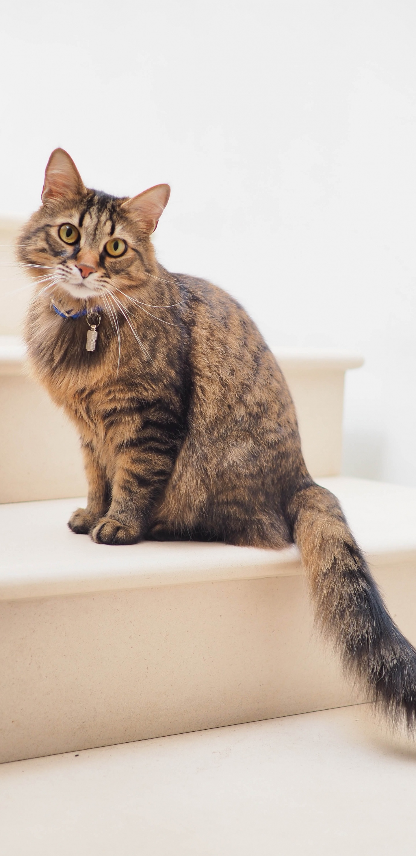 Chat, Munchkin Cat, Chat Norvégien de Forêt, Havana Brown, Chat Tigré. Wallpaper in 1440x2960 Resolution