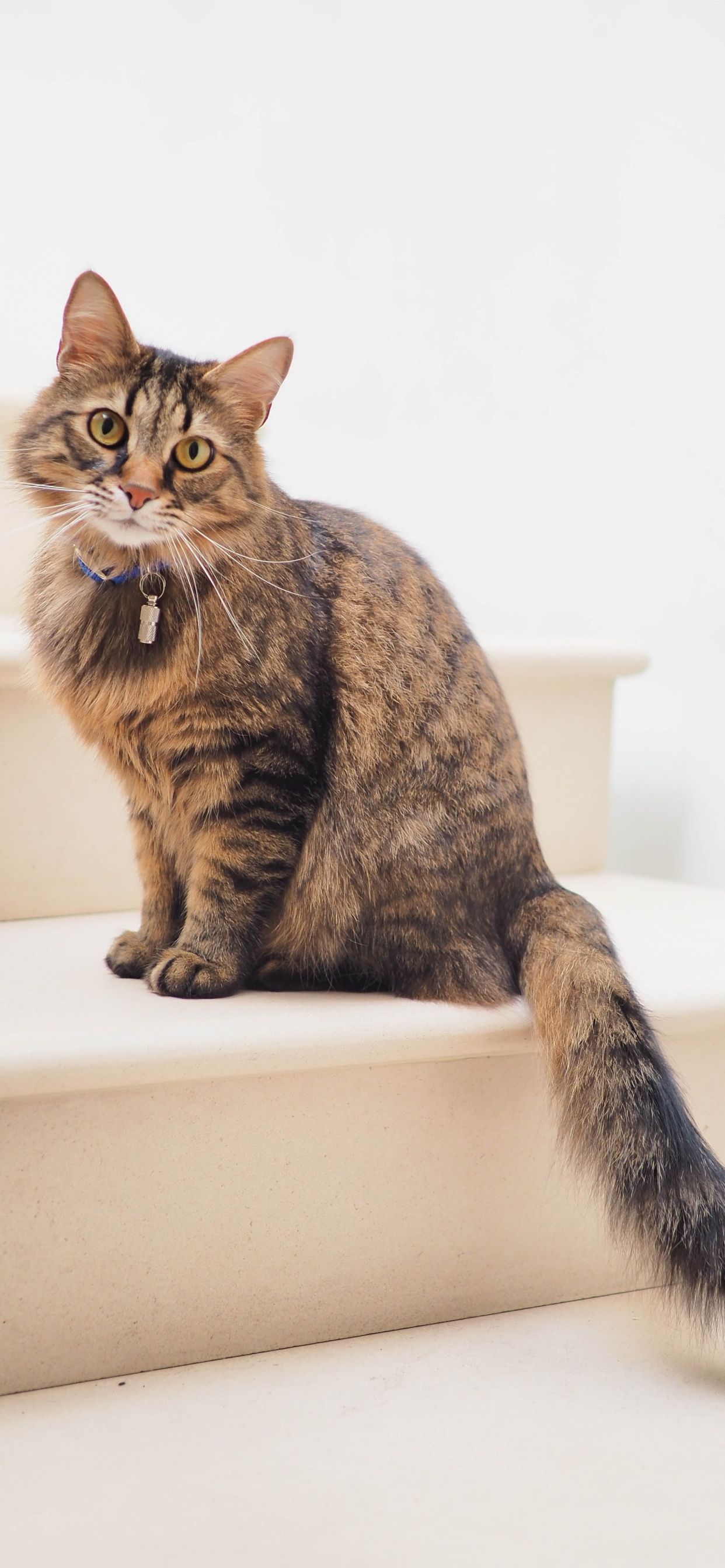 Katze, Munchkin Katze, Norwegische Waldkatze, Havana Brown, Tabby-Katze. Wallpaper in 1242x2688 Resolution