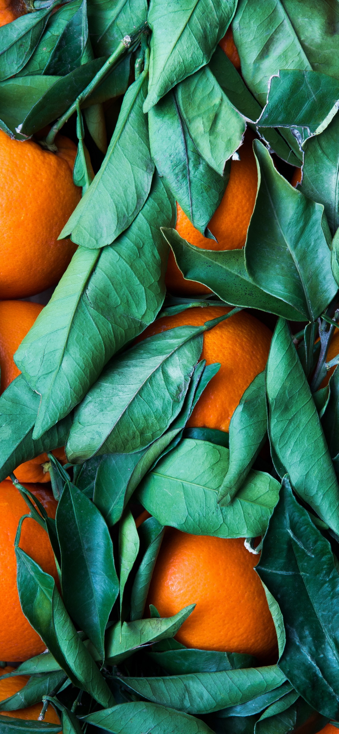 Orange Und Grünes Farbschema, Gr, Farbschema, Orange, Palette. Wallpaper in 1125x2436 Resolution