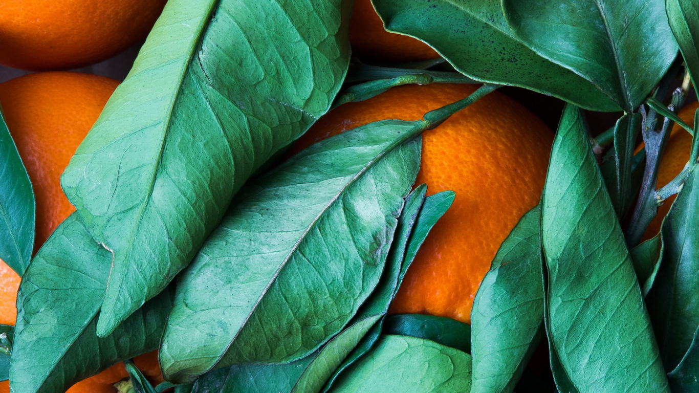 Orange Und Grünes Farbschema, Gr, Farbschema, Orange, Palette. Wallpaper in 1366x768 Resolution