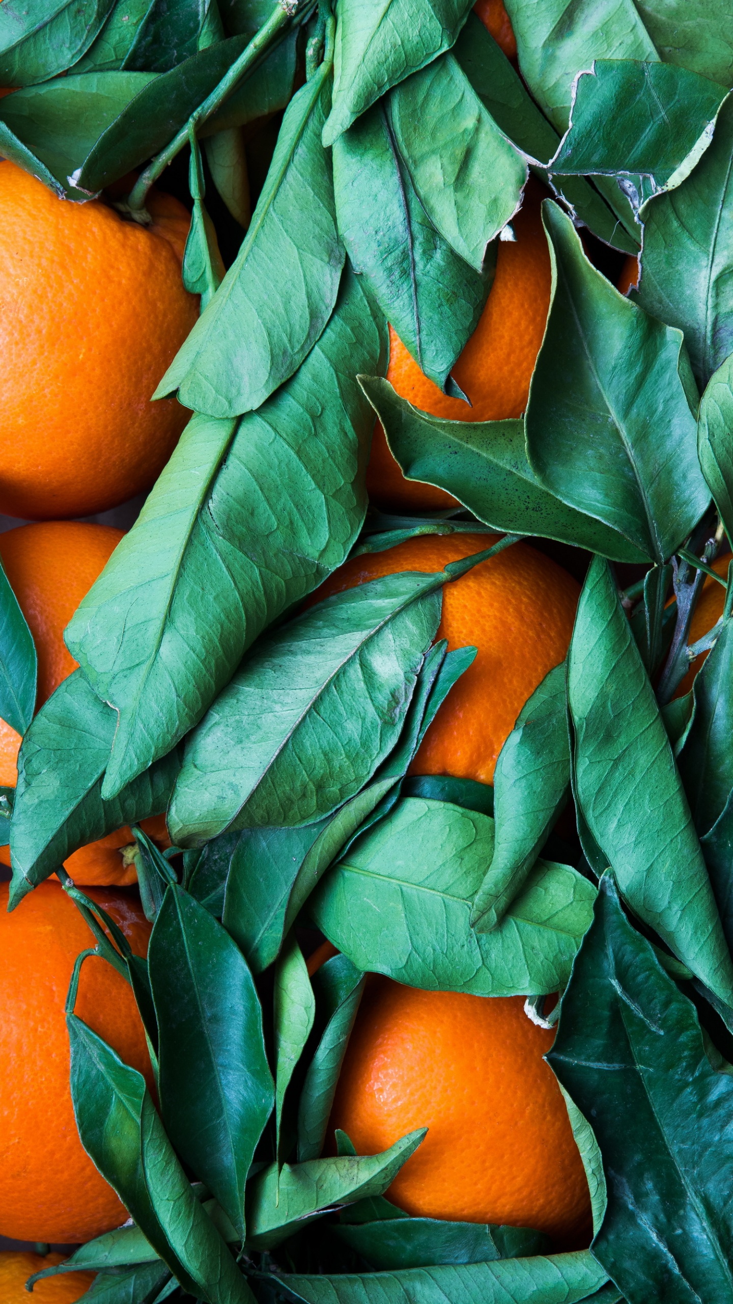 Orange Und Grünes Farbschema, Gr, Farbschema, Orange, Palette. Wallpaper in 1440x2560 Resolution