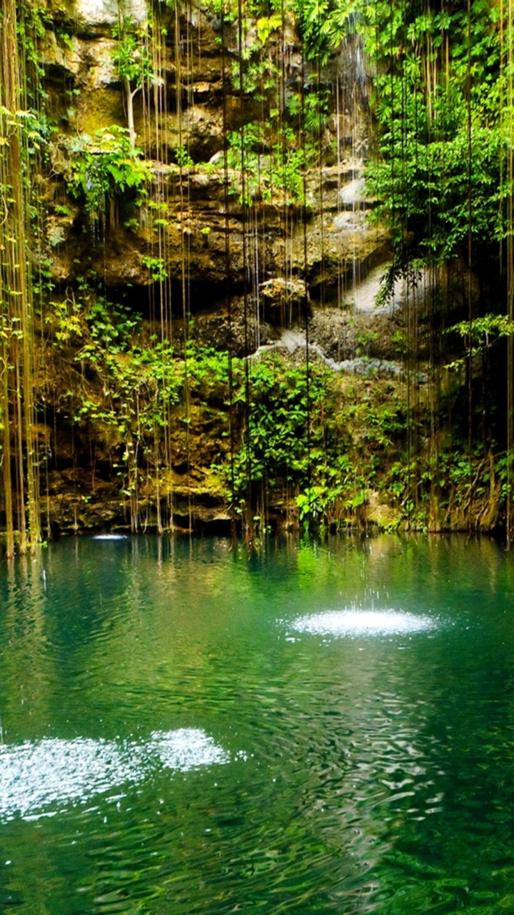 Cuerpo de Agua Verde Entre Árboles Marrones Durante el Día. Wallpaper in 720x1280 Resolution