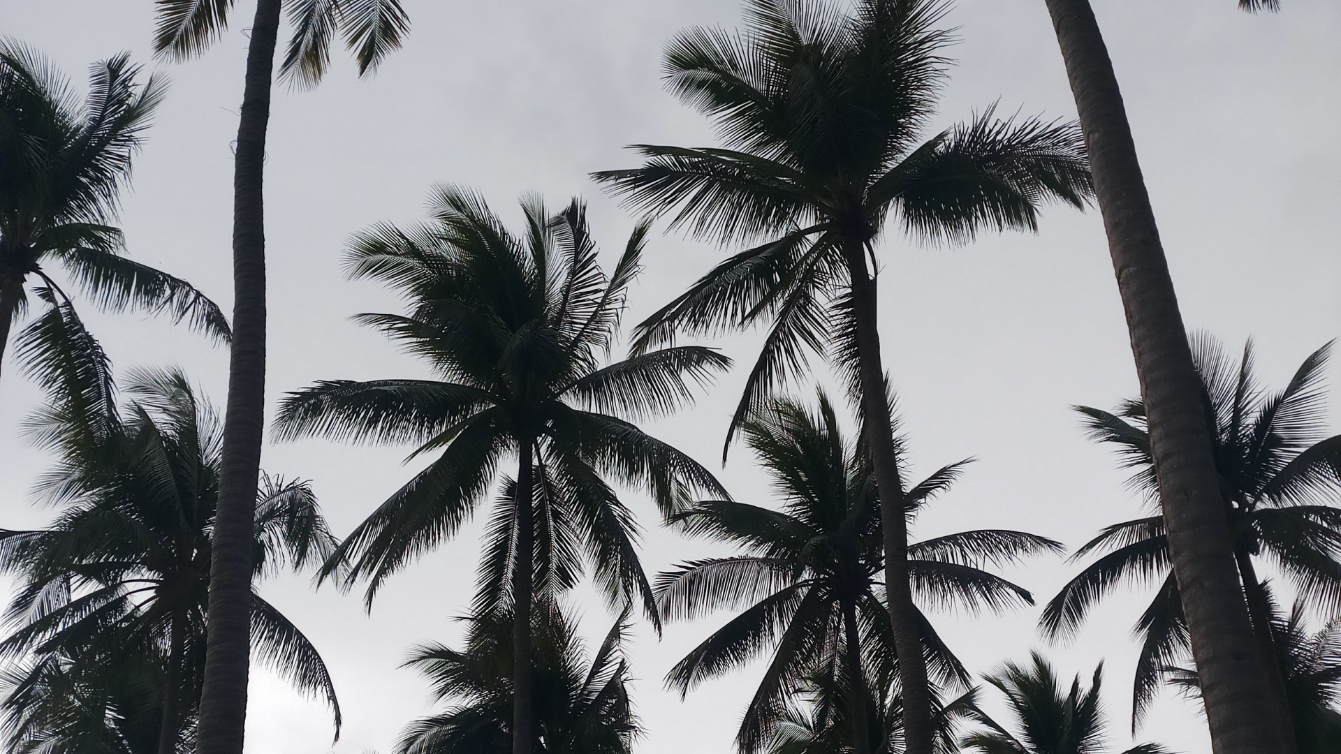 Palmera Verde Bajo el Cielo Blanco. Wallpaper in 1920x1080 Resolution