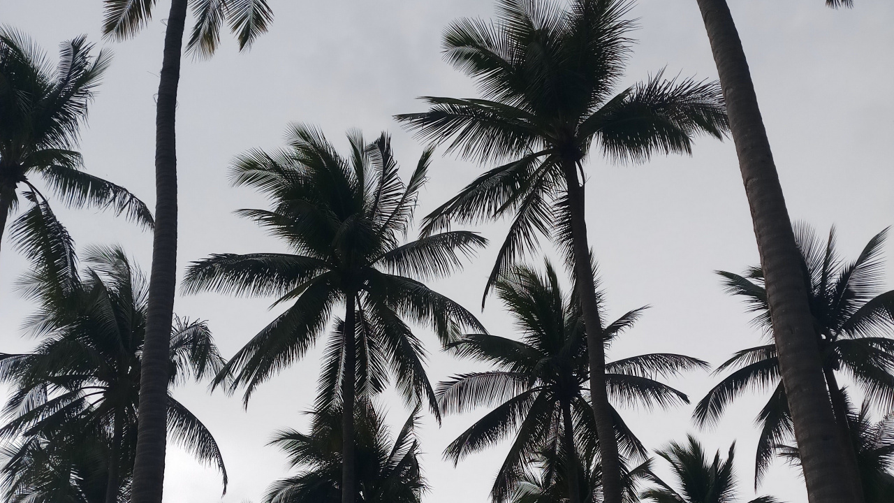 Green Palm Tree Under White Sky. Wallpaper in 1280x720 Resolution