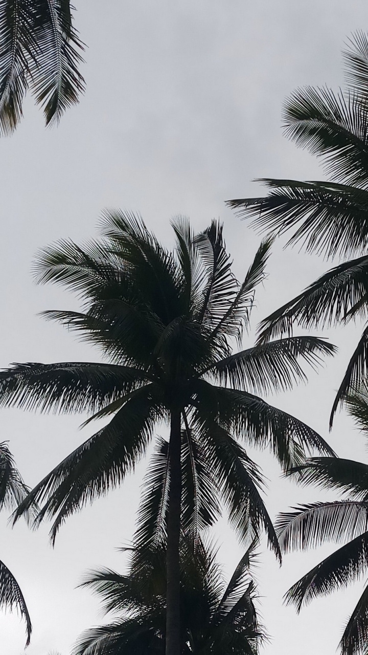 Green Palm Tree Under White Sky. Wallpaper in 720x1280 Resolution