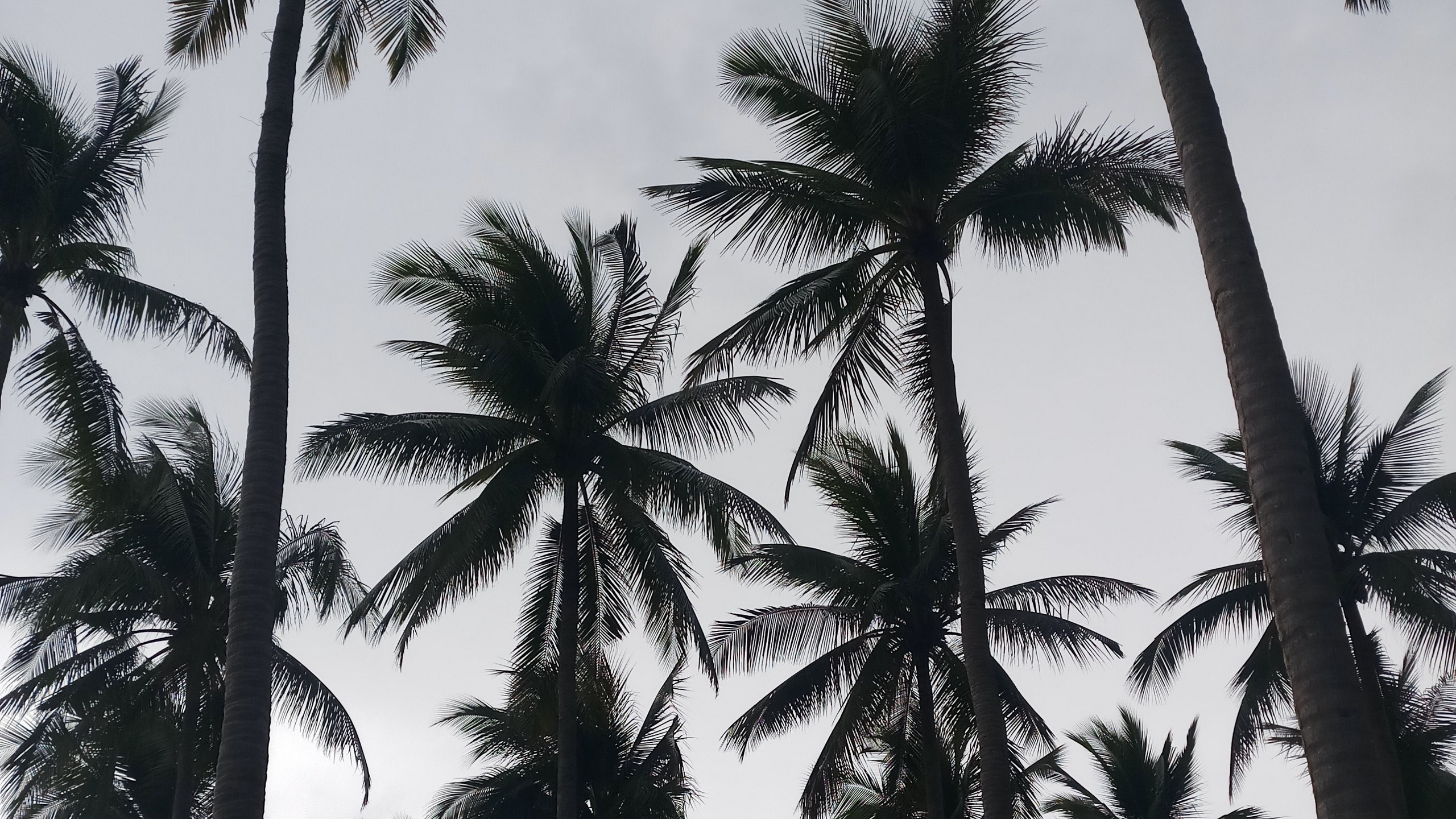 Grüne Palme Unter Weißem Himmel. Wallpaper in 2560x1440 Resolution