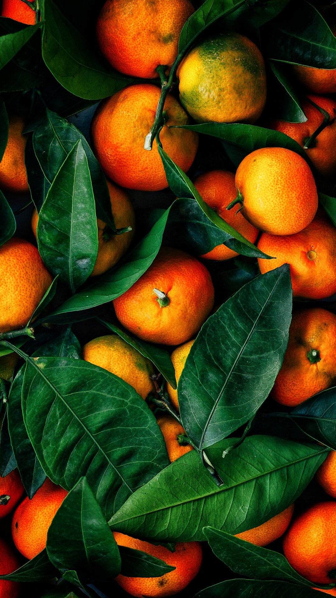 Orange de Valence, le Mandarin Orange, Clémentine, Citron, Chaux. Wallpaper in 1080x1920 Resolution