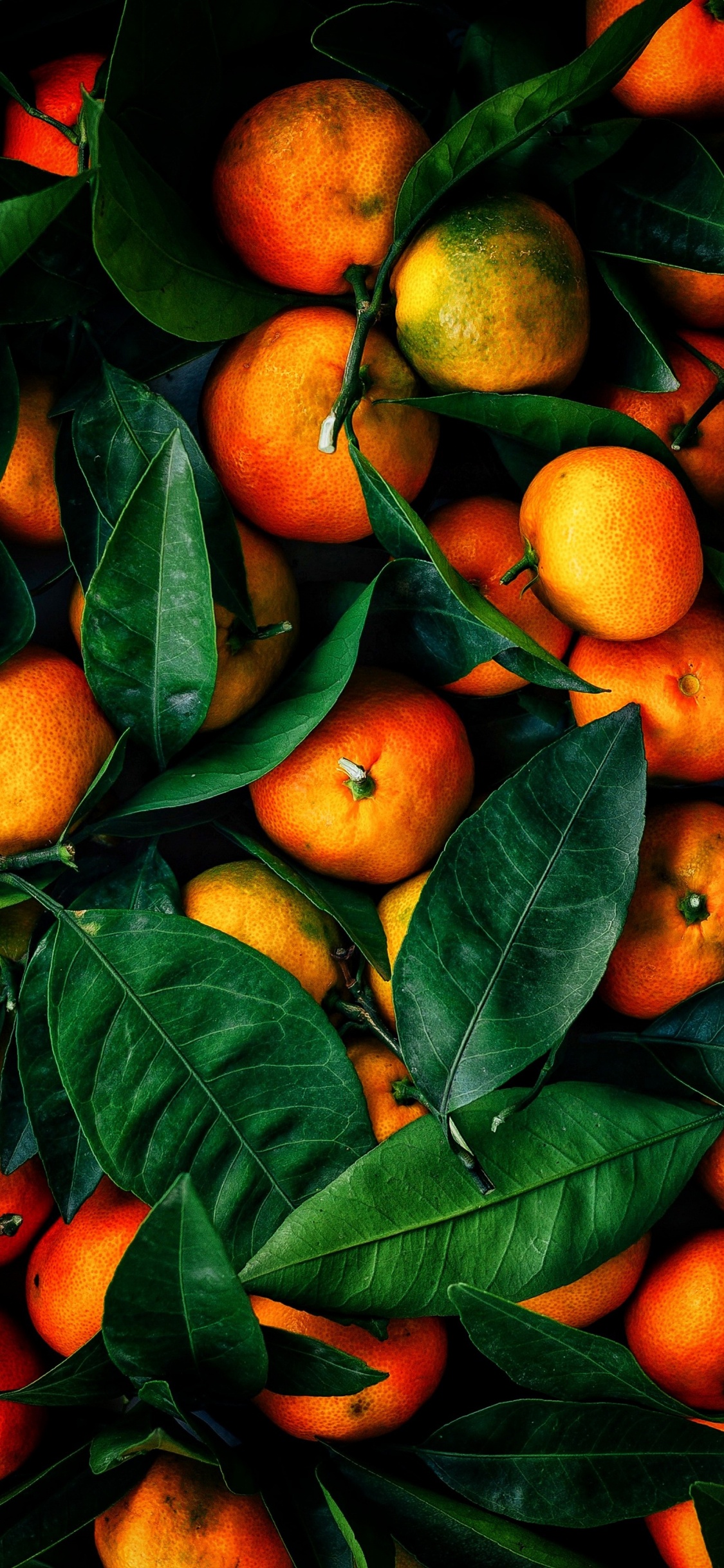 Orange de Valence, le Mandarin Orange, Clémentine, Citron, Chaux. Wallpaper in 1125x2436 Resolution