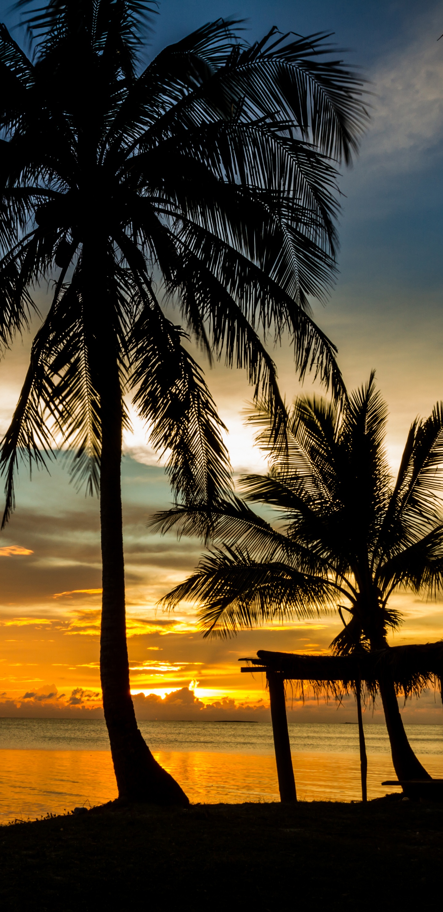 Silhouette de Palmiers Sur la Plage Pendant le Coucher du Soleil. Wallpaper in 1440x2960 Resolution