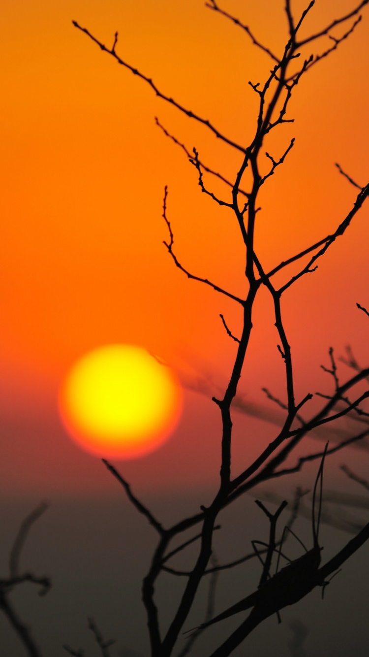 Baumsilhouette Bei Sonnenuntergang. Wallpaper in 750x1334 Resolution