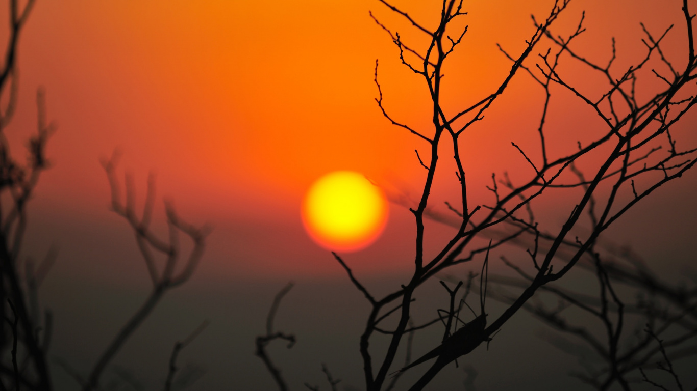 Silueta de Árbol Durante la Puesta de Sol. Wallpaper in 1366x768 Resolution