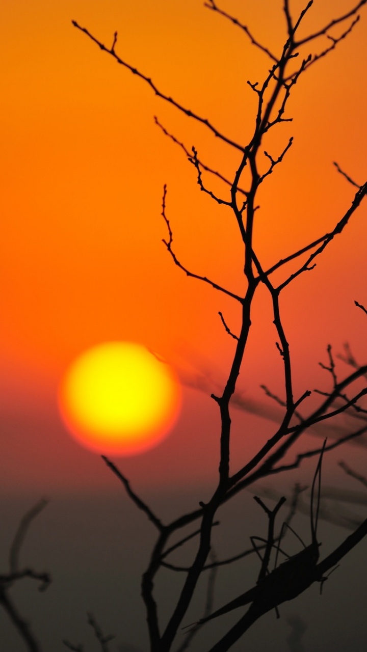 Silueta de Árbol Durante la Puesta de Sol. Wallpaper in 720x1280 Resolution