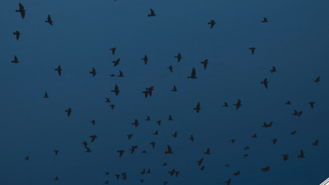 Ave, Edificio, el Diseño Urbano, Torre de Bloques, Mañana. Wallpaper in 1366x768 Resolution