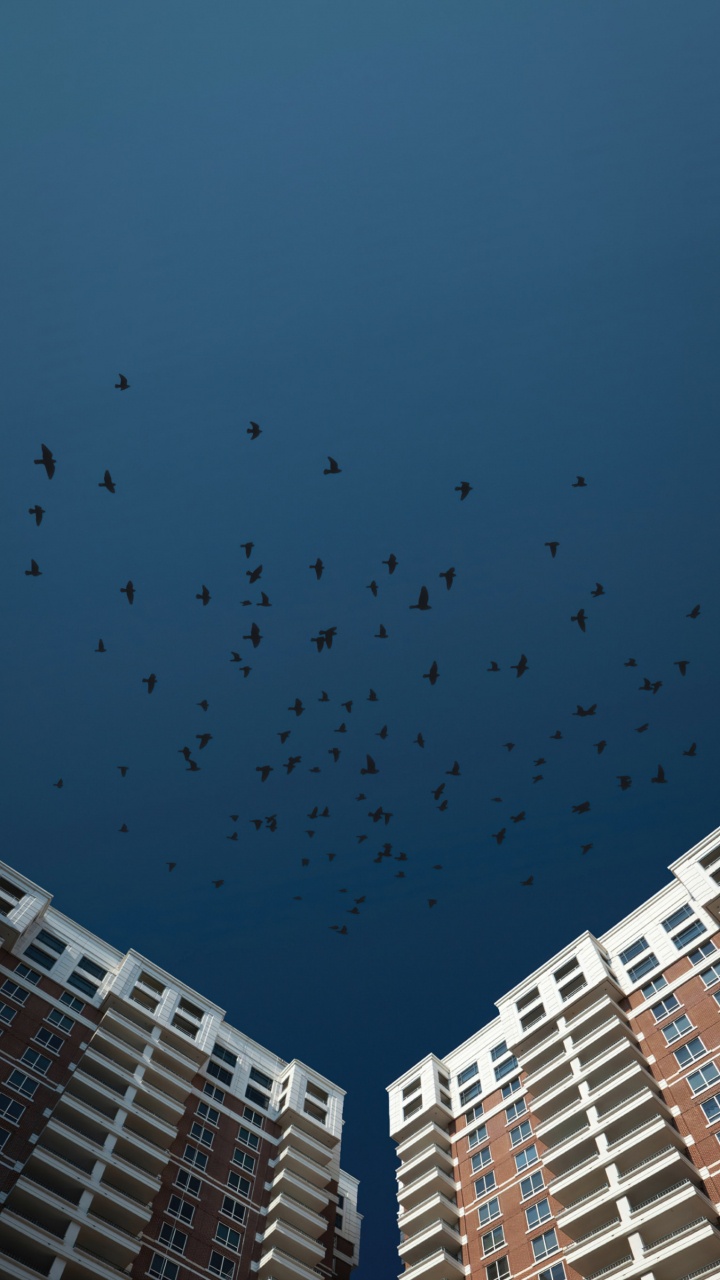 Ave, Edificio, el Diseño Urbano, Torre de Bloques, Mañana. Wallpaper in 720x1280 Resolution