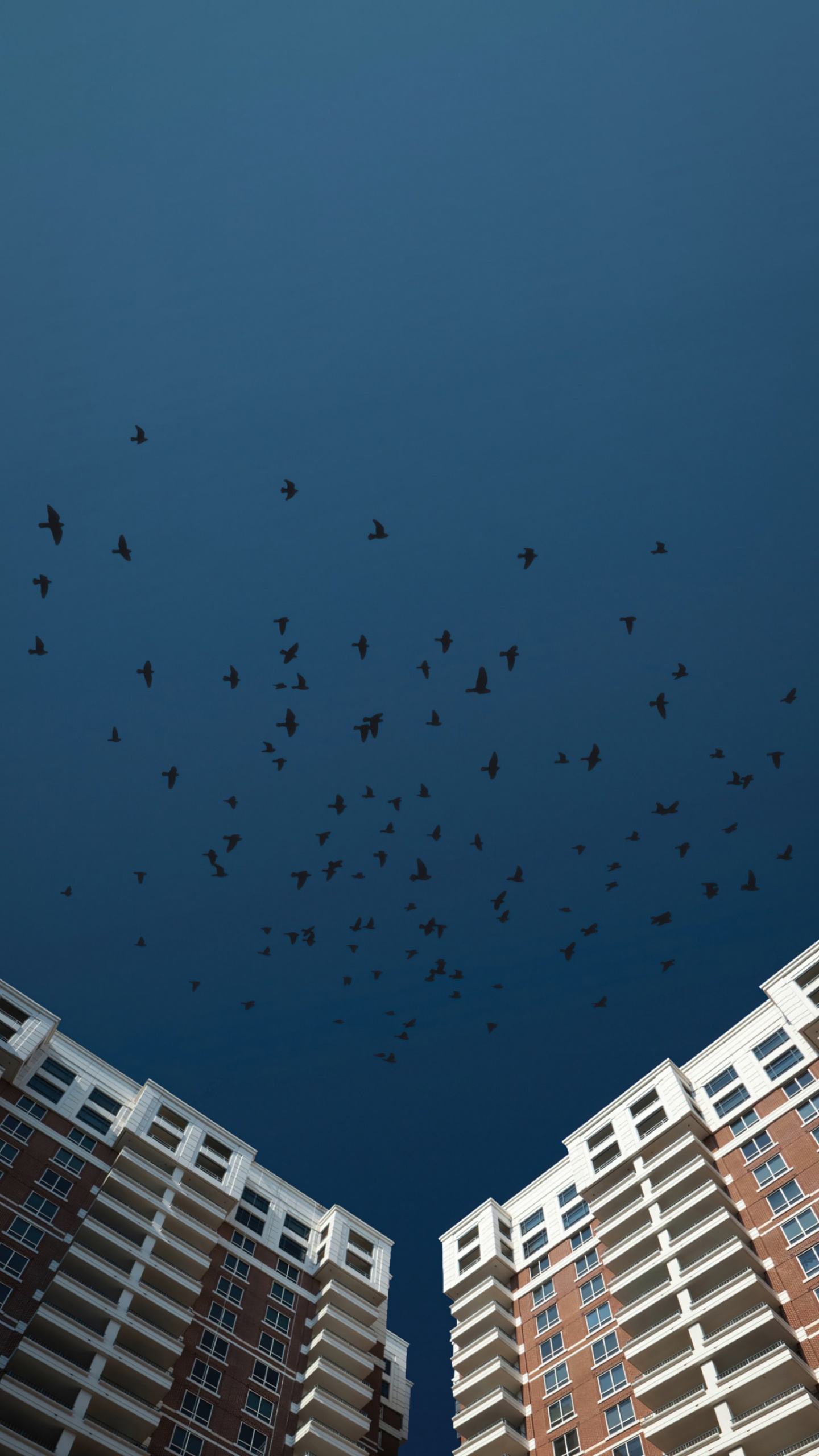 Vogel, Cloud, Gebäude, Städtebau, Tower Block. Wallpaper in 1440x2560 Resolution