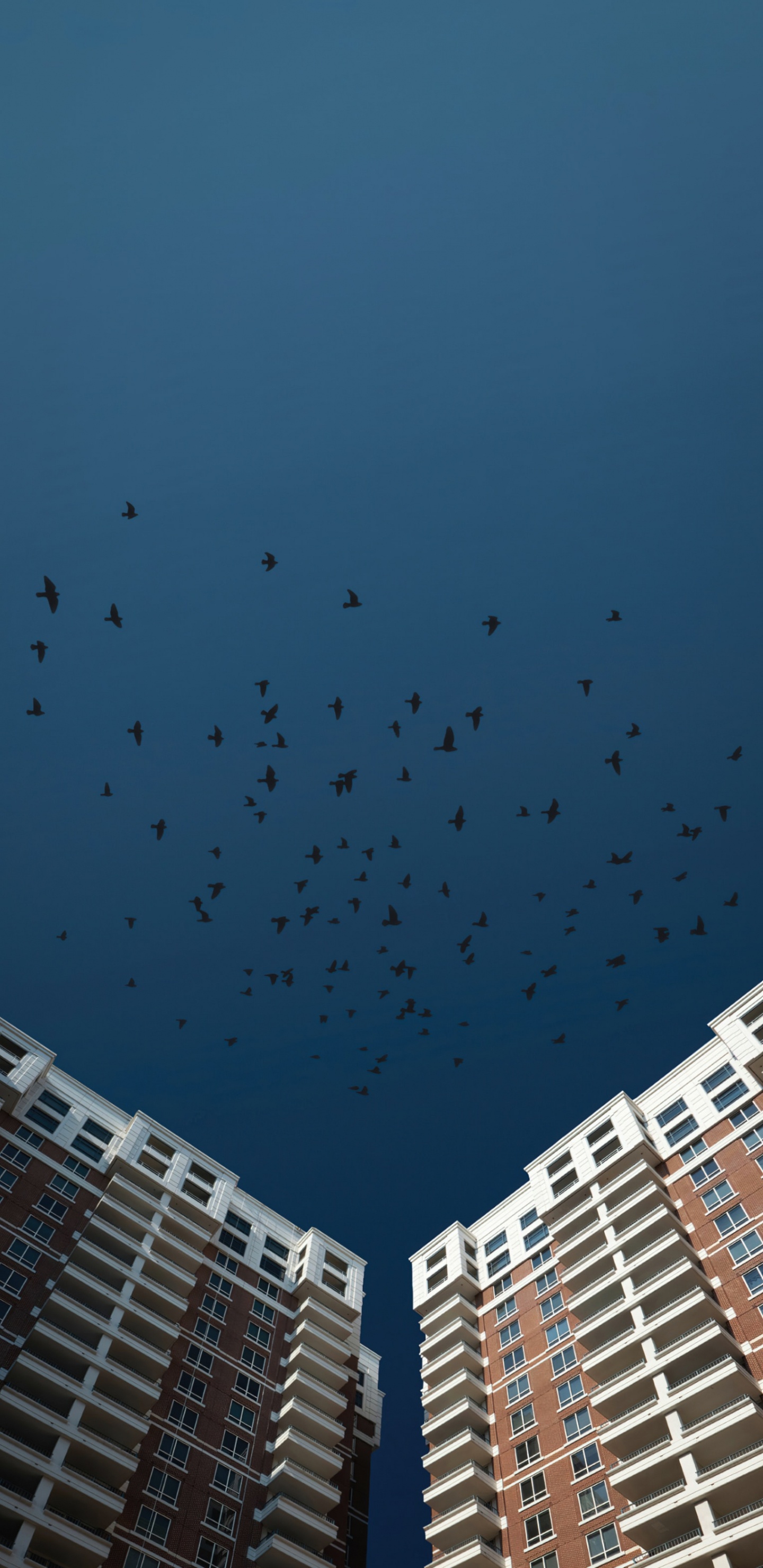 Vogel, Cloud, Gebäude, Städtebau, Tower Block. Wallpaper in 1440x2960 Resolution