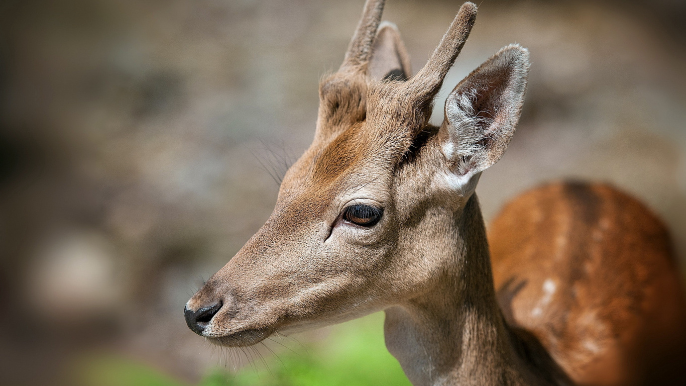 Brown Deer in Close up Photography During Daytime. Wallpaper in 1366x768 Resolution