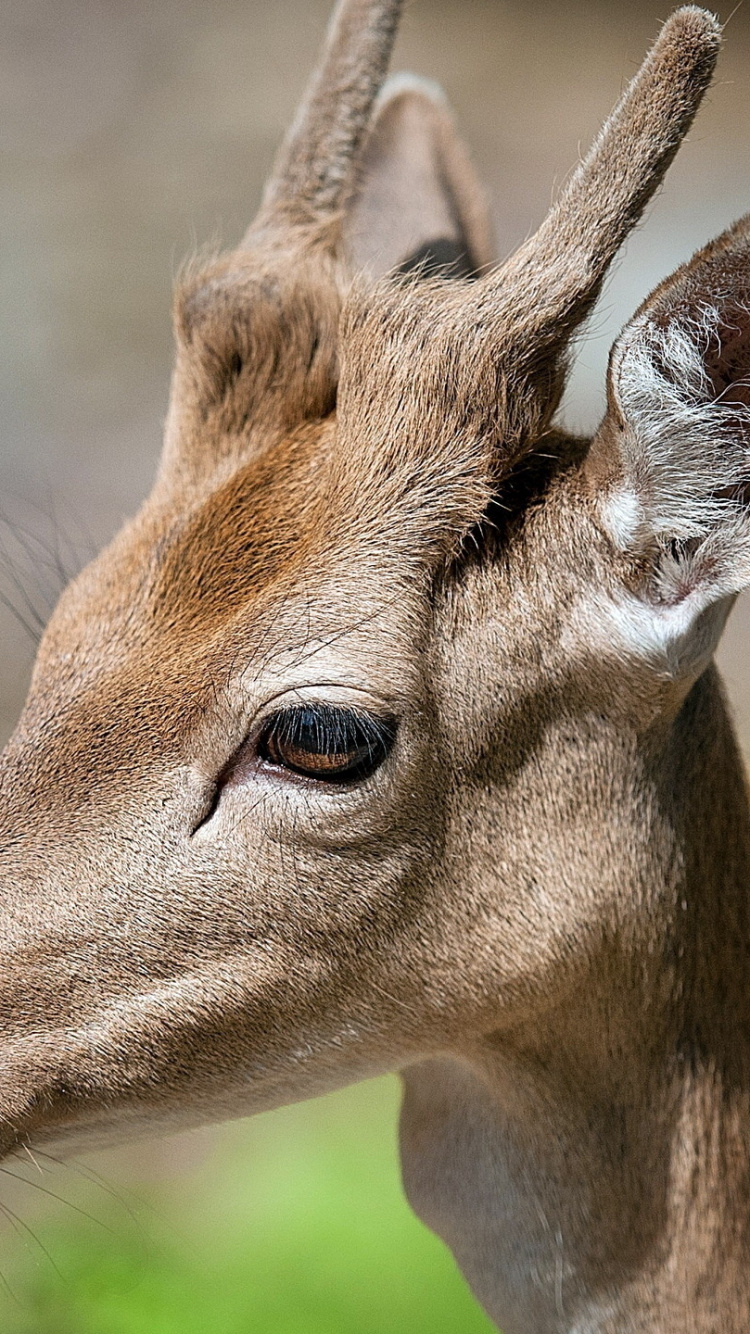 Brown Deer in Close up Photography During Daytime. Wallpaper in 750x1334 Resolution