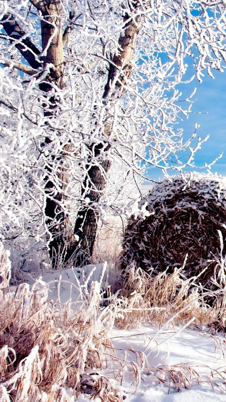 Campo de Hierba Marrón Bajo un Cielo Azul Durante el Día. Wallpaper in 750x1334 Resolution