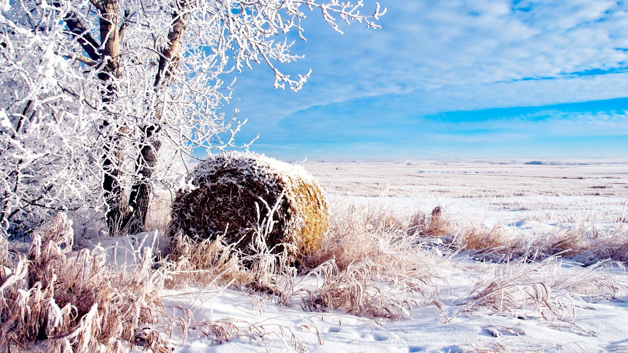 Brown Grass Field Under Blue Sky During Daytime. Wallpaper in 2560x1440 Resolution