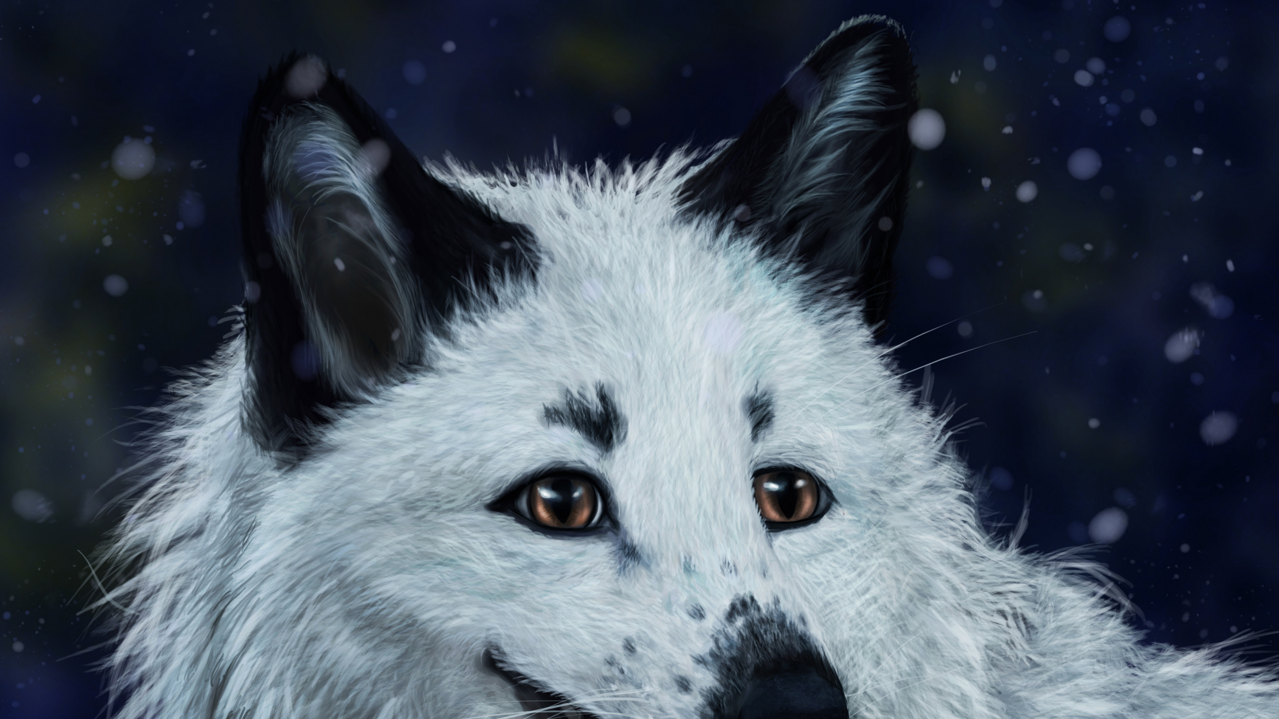 White and Black Fox in Close up Photography. Wallpaper in 2560x1440 Resolution
