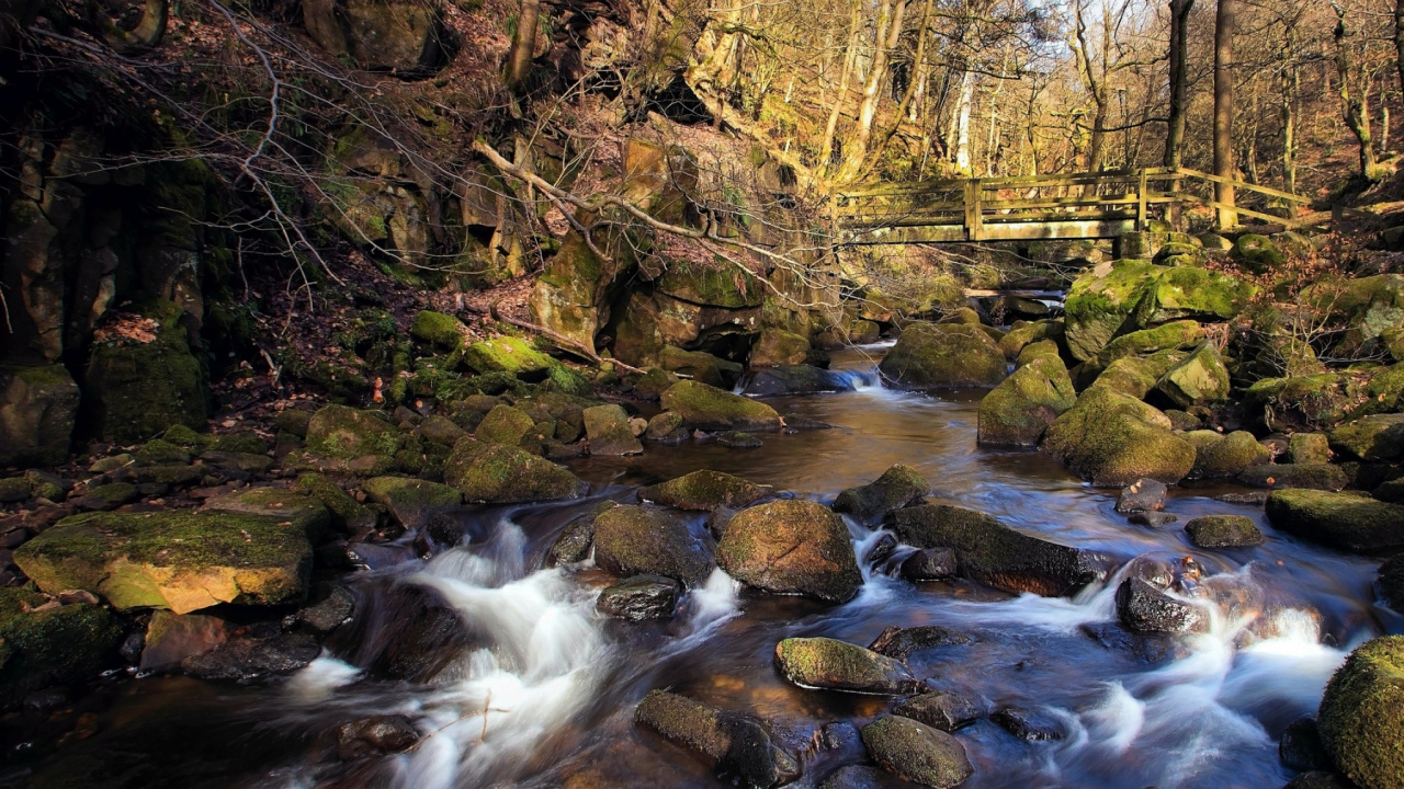 Brown Trees Beside River During Daytime. Wallpaper in 1280x720 Resolution