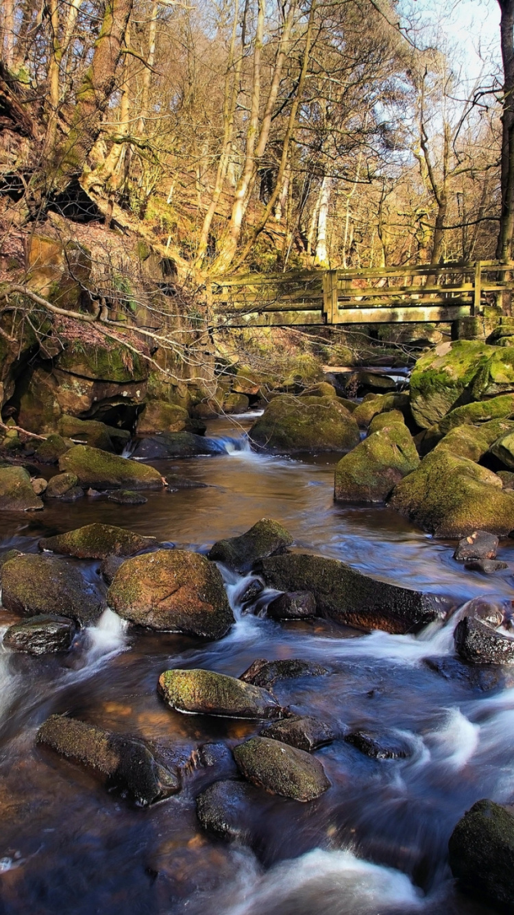 Brown Trees Beside River During Daytime. Wallpaper in 750x1334 Resolution