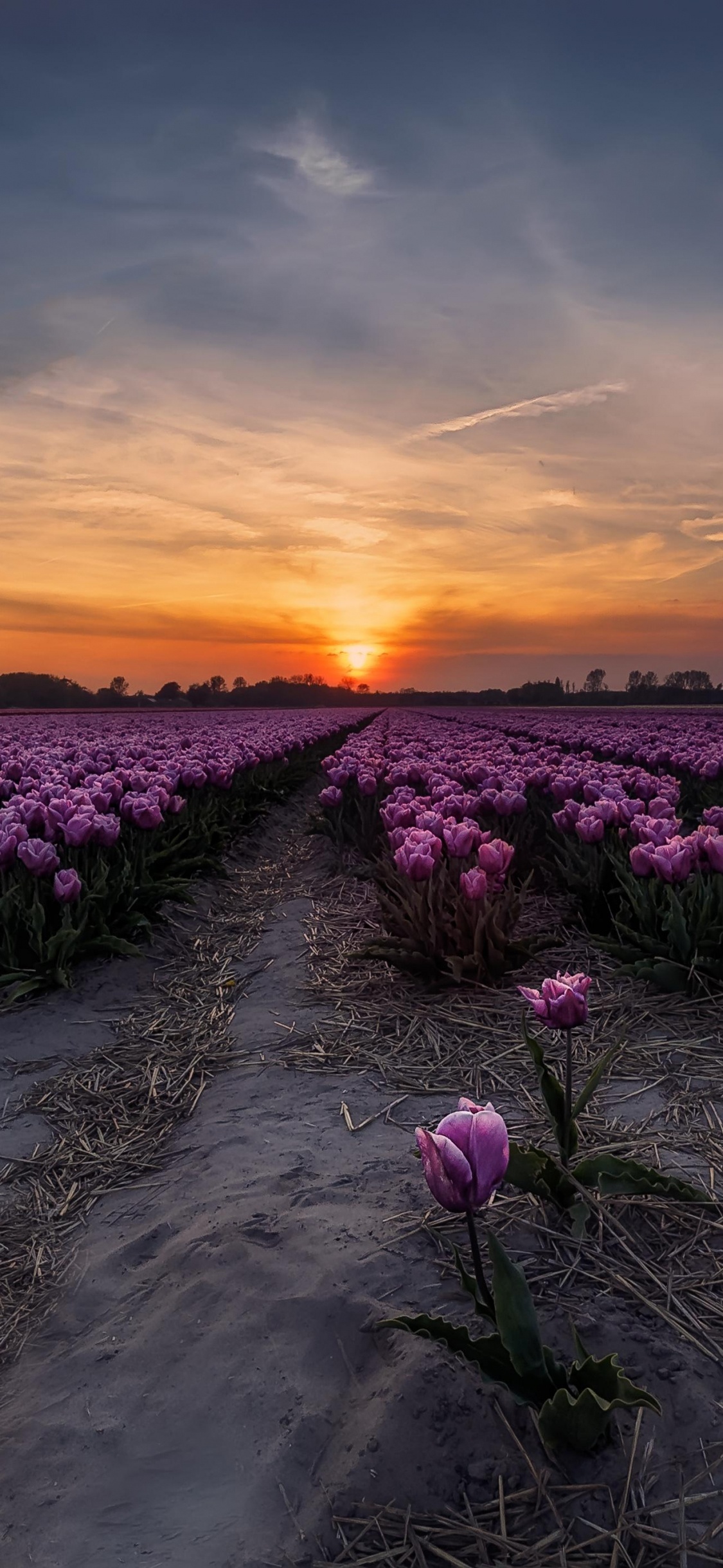 Champ de Fleurs Roses au Coucher du Soleil. Wallpaper in 1125x2436 Resolution