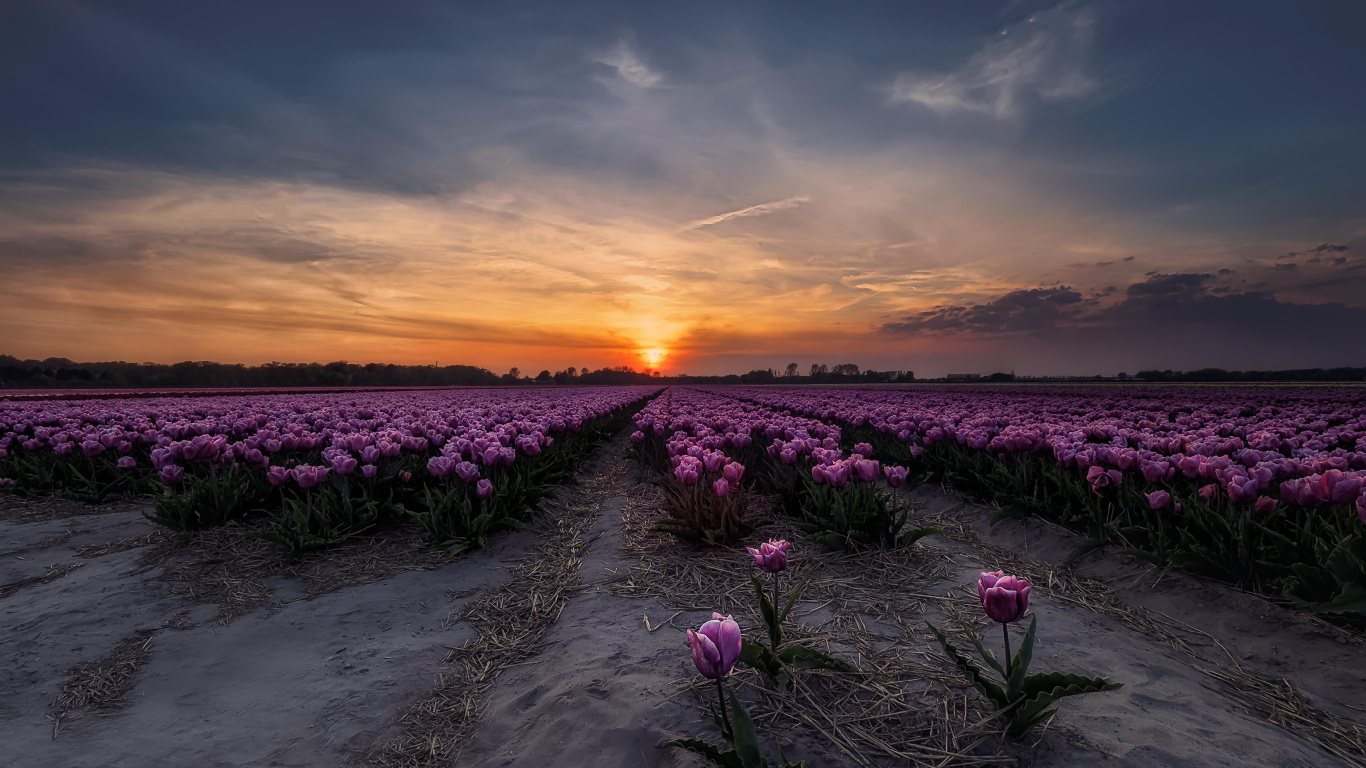 Champ de Fleurs Roses au Coucher du Soleil. Wallpaper in 1366x768 Resolution