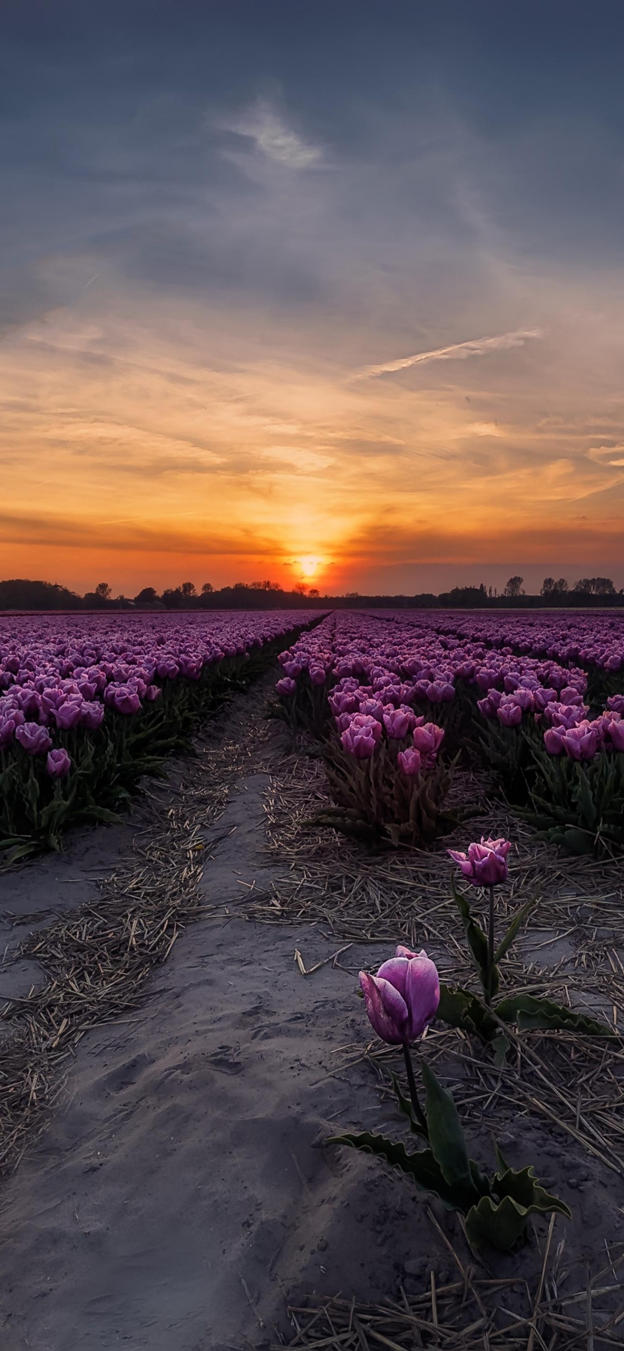 Campo de Flores Rosadas Durante la Puesta de Sol. Wallpaper in 1242x2688 Resolution