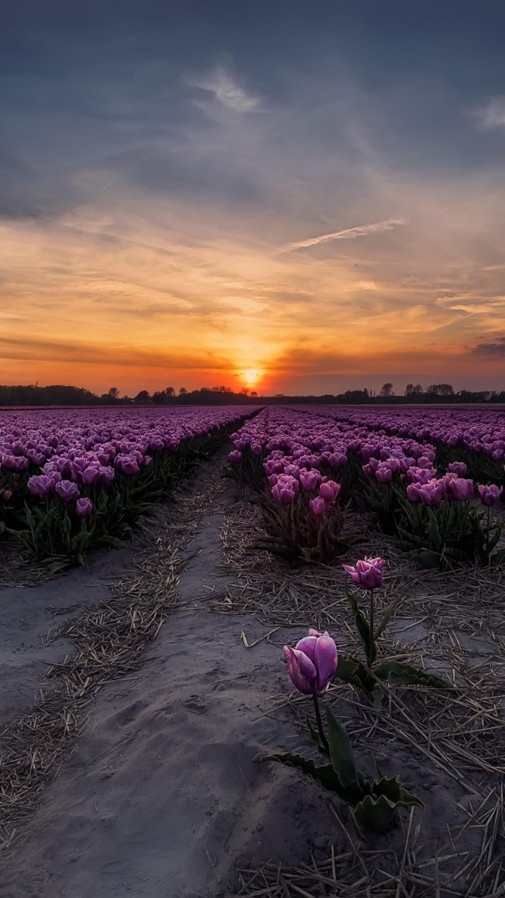 Pink Flower Field During Sunset. Wallpaper in 720x1280 Resolution