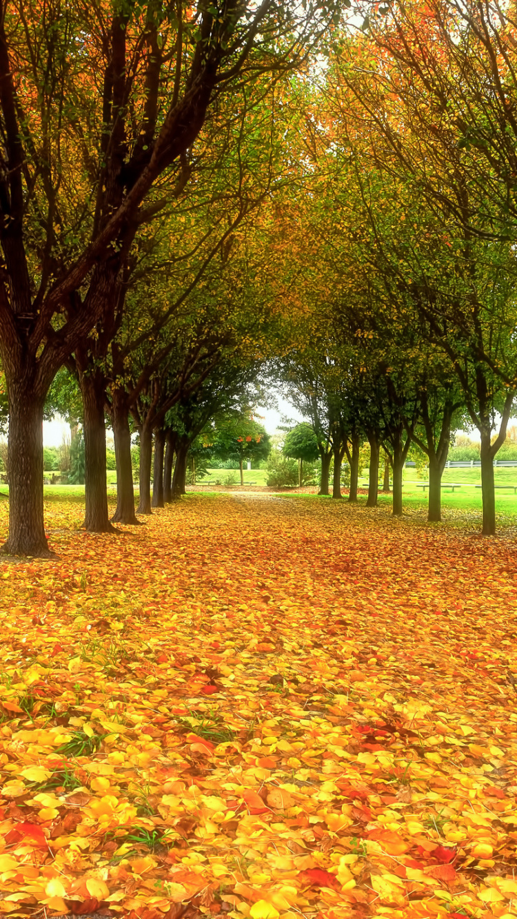 Brown and Green Trees on Brown Dried Leaves on Ground. Wallpaper in 750x1334 Resolution