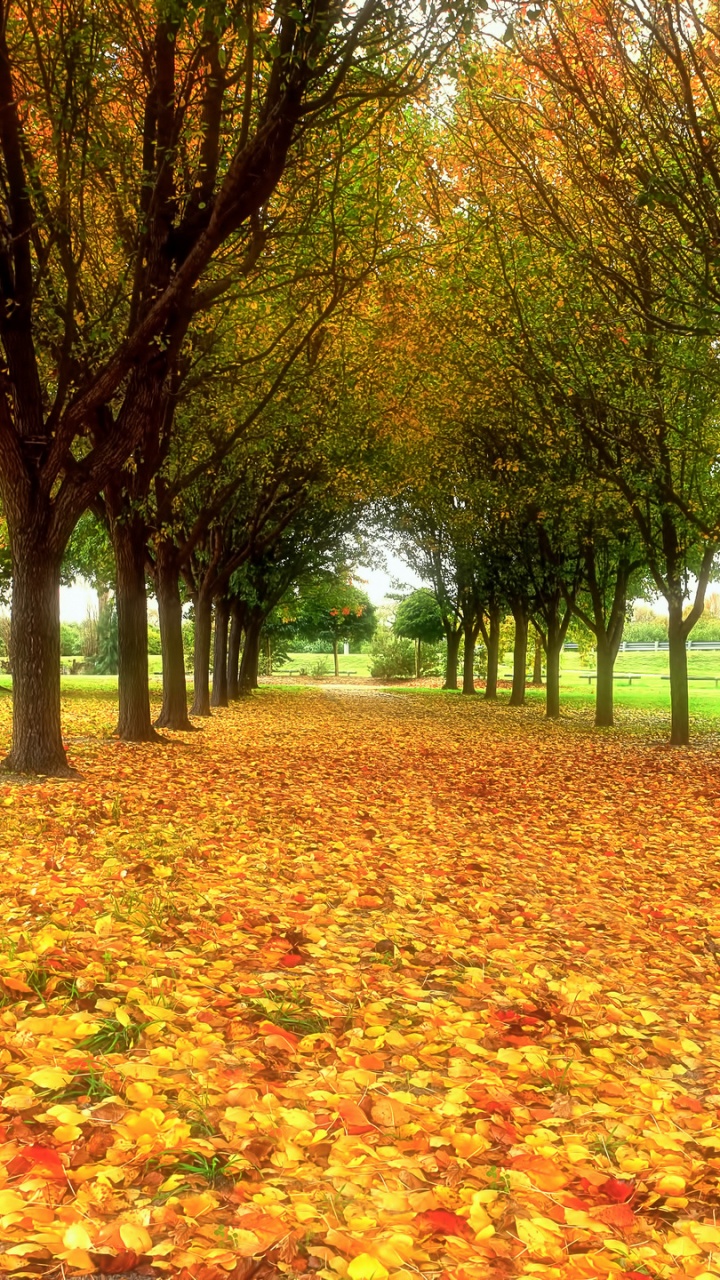 Árboles Marrones y Verdes Sobre Hojas Secas Marrones en el Suelo. Wallpaper in 720x1280 Resolution