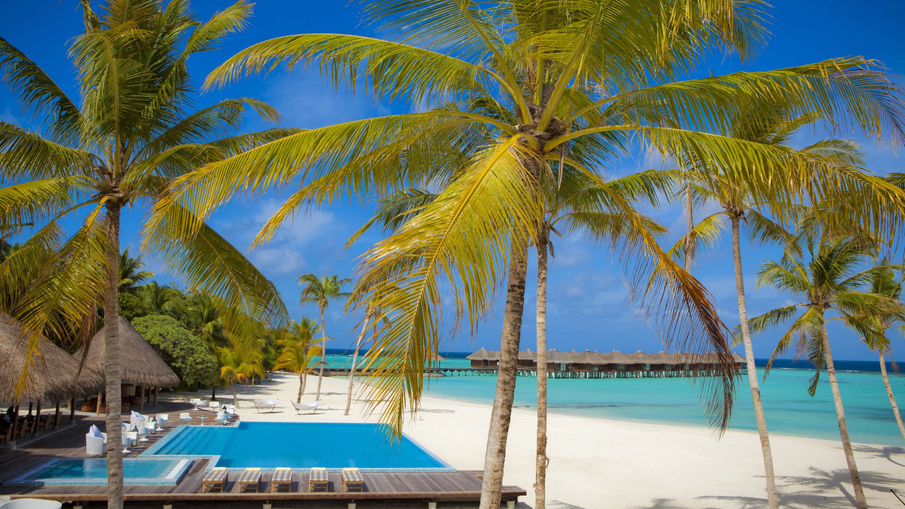 Palm Trees on Beach During Daytime. Wallpaper in 1280x720 Resolution