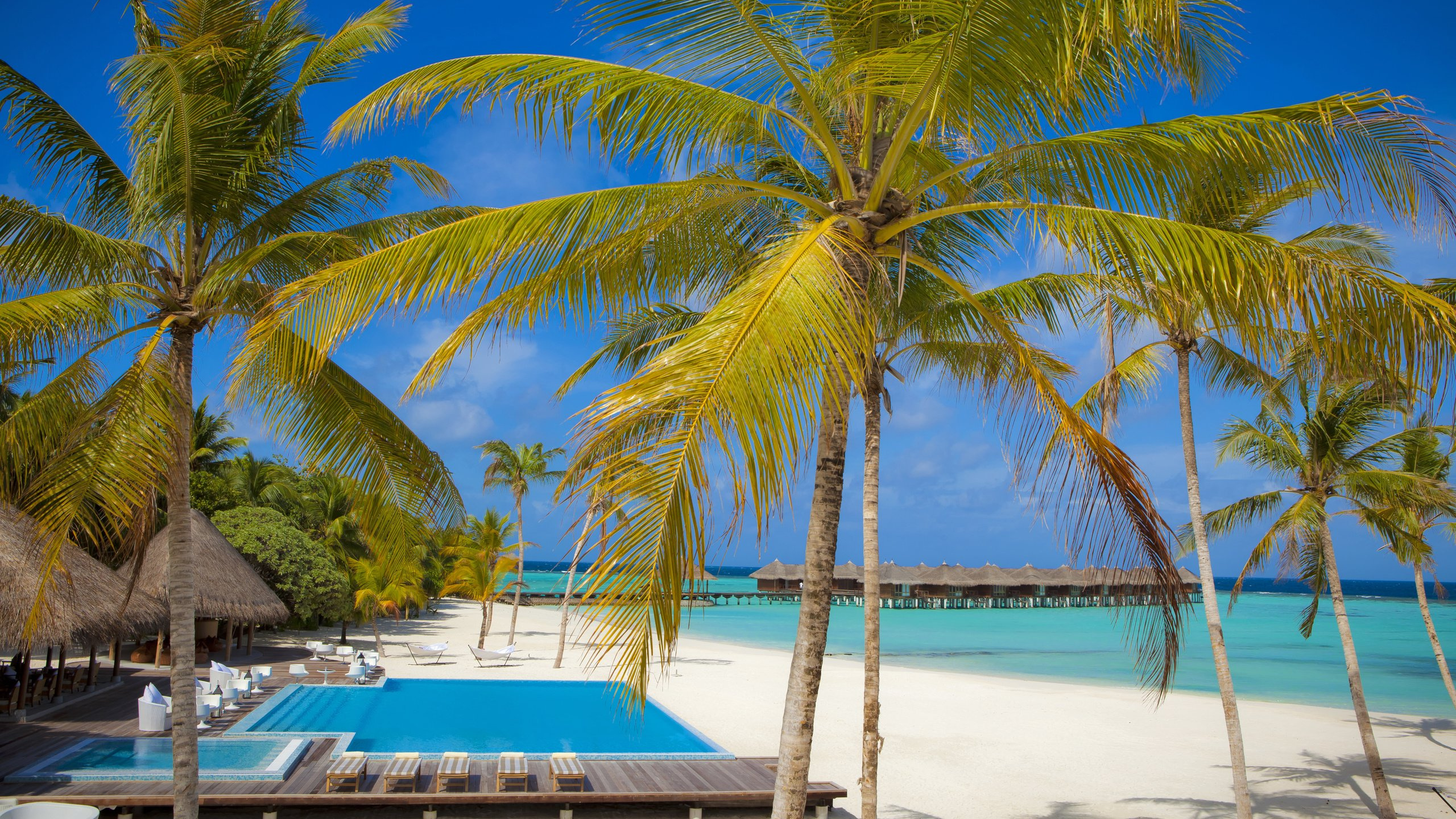 Palm Trees on Beach During Daytime. Wallpaper in 2560x1440 Resolution
