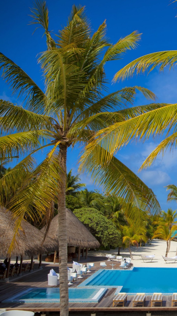 Palm Trees on Beach During Daytime. Wallpaper in 720x1280 Resolution