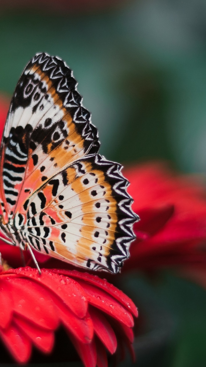 Brown and Black Butterfly on Red Flower. Wallpaper in 720x1280 Resolution