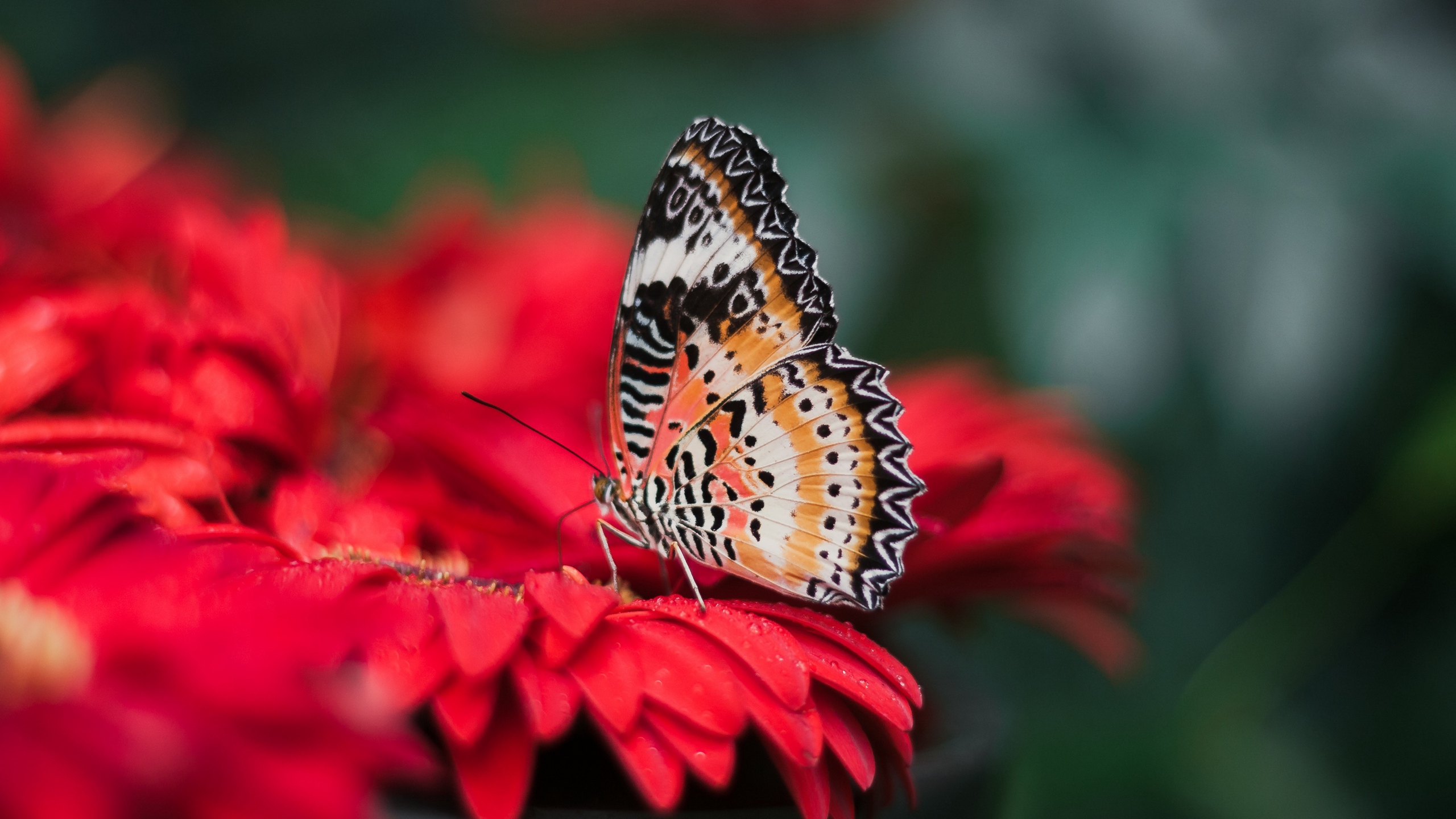 Mariposa Marrón y Negra Sobre Flor Roja. Wallpaper in 2560x1440 Resolution