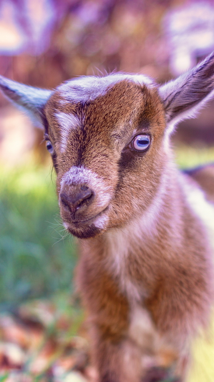 Fawn, Los Animales Terrestres, Paisaje Natural, la Cubierta Vegetal, Cabra, Antílope. Wallpaper in 750x1334 Resolution