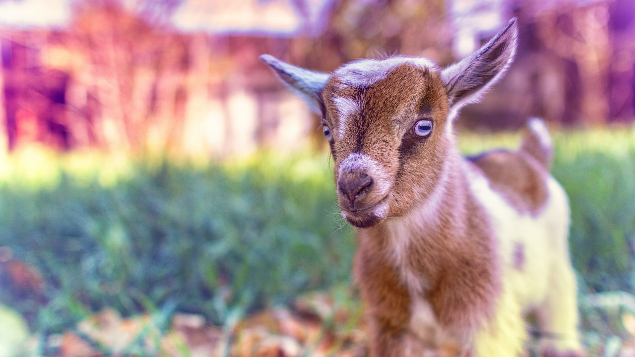 Goat, Plant, Grass, Fawn, Terrestrial Animal. Wallpaper in 1280x720 Resolution