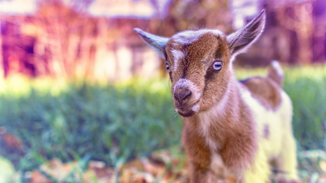 Goat, Plant, Grass, Fawn, Terrestrial Animal. Wallpaper in 1366x768 Resolution
