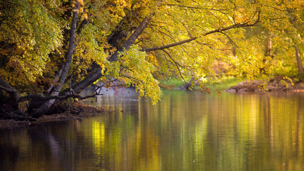 Tagsüber Grüne Bäume am Fluss. Wallpaper in 1280x720 Resolution