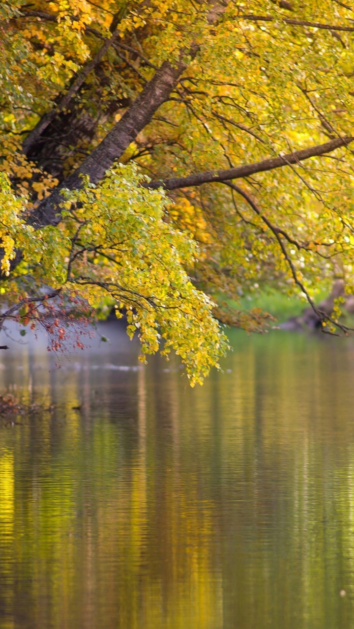 Tagsüber Grüne Bäume am Fluss. Wallpaper in 720x1280 Resolution