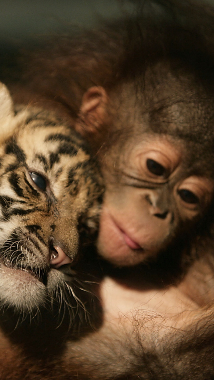 Brown and Black Tiger Cub. Wallpaper in 750x1334 Resolution