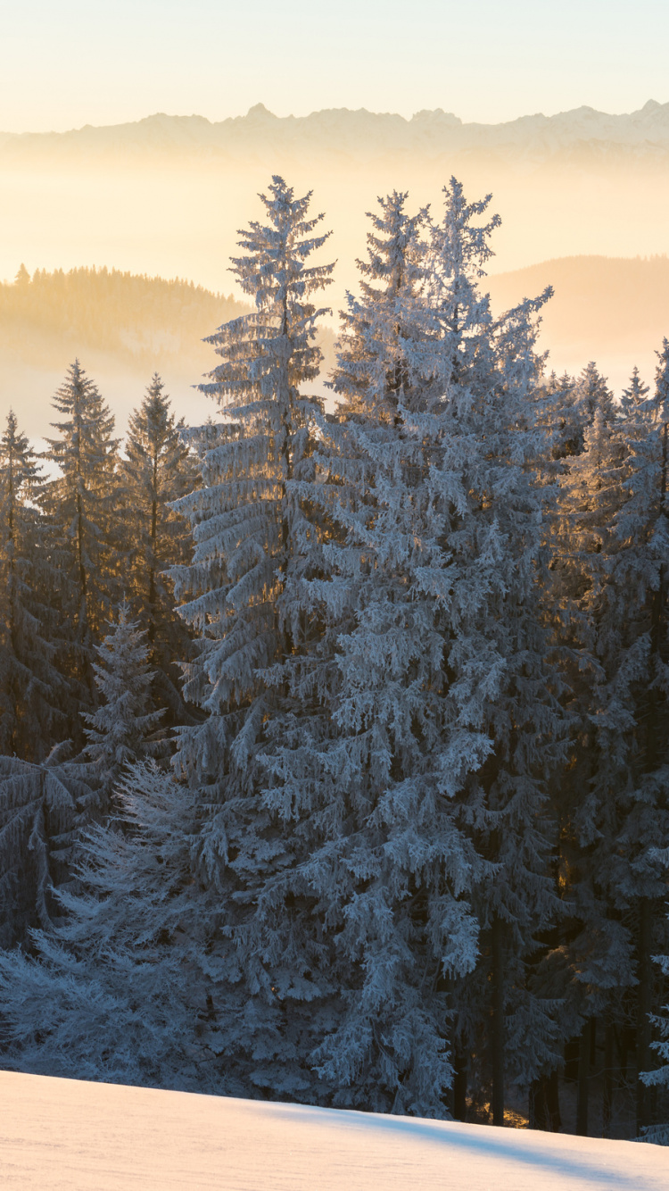 Pinos Verdes Sobre Suelo Cubierto de Nieve Durante el Día. Wallpaper in 750x1334 Resolution